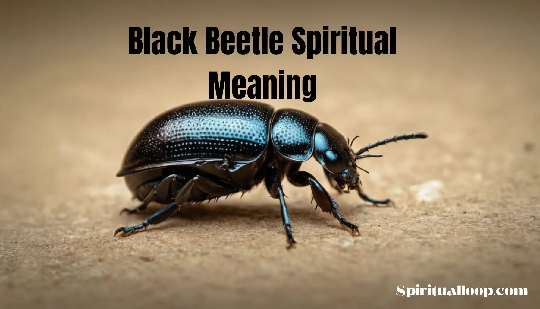 black beetle spiritual meaning