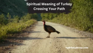 spiritual meaning of turkey crossing your path