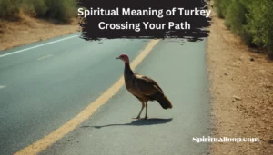 spiritual meaning of turkey crossing your path