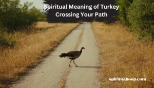 spiritual meaning of turkey crossing your path