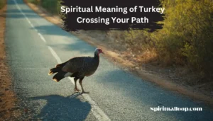 spiritual meaning of turkey crossing your path