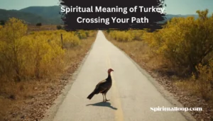 spiritual meaning of turkey crossing your path